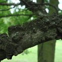 Liquidambar styraciflua ecorce